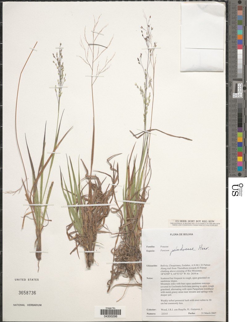 Panicum peladoense
