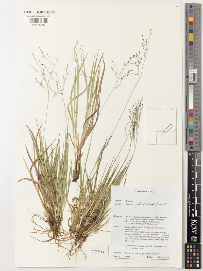 Panicum peladoense photo 2