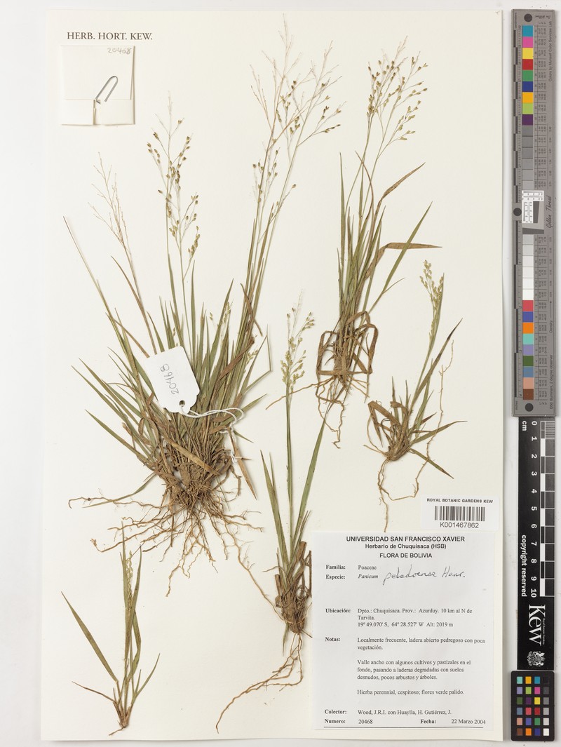 Panicum peladoense photo 3
