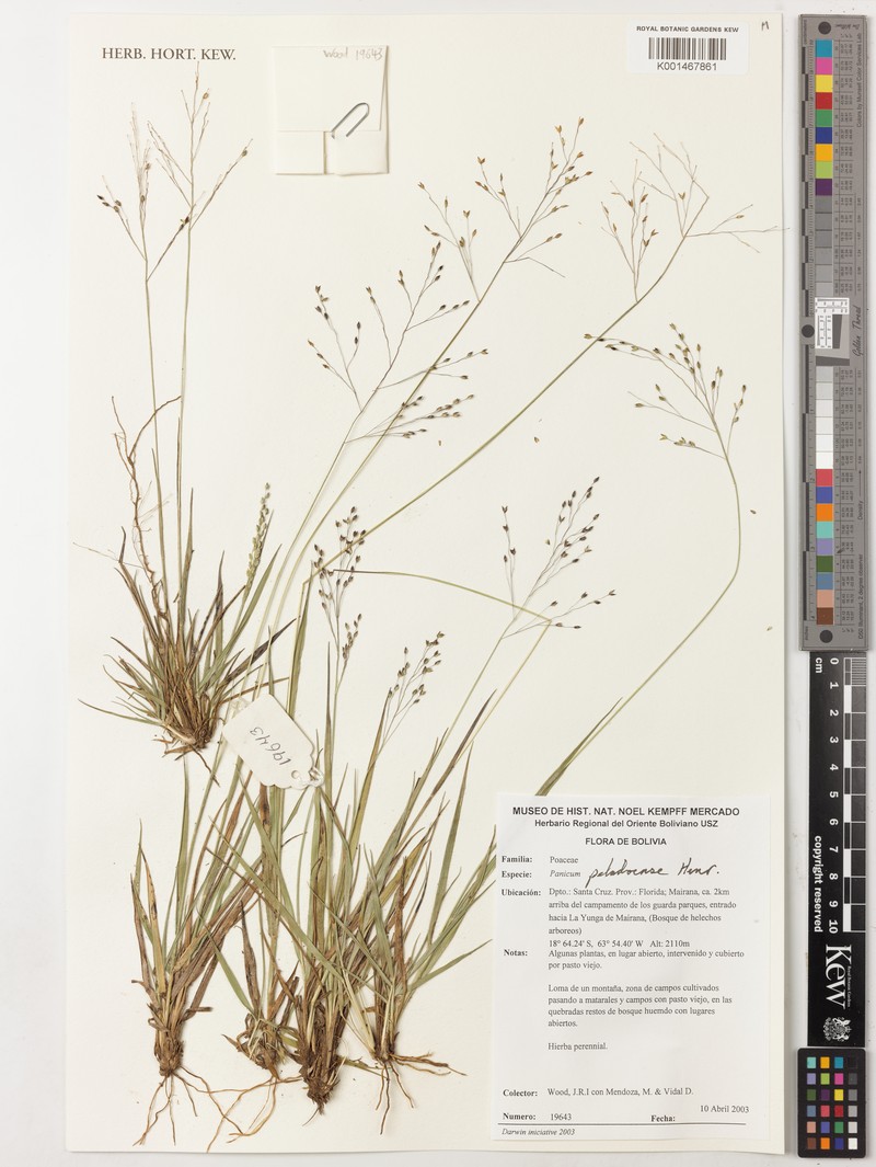 Panicum peladoense photo 4