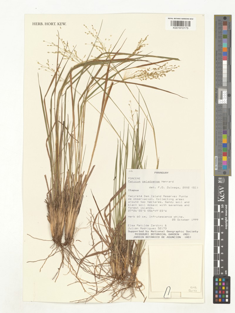 Panicum peladoense photo 5