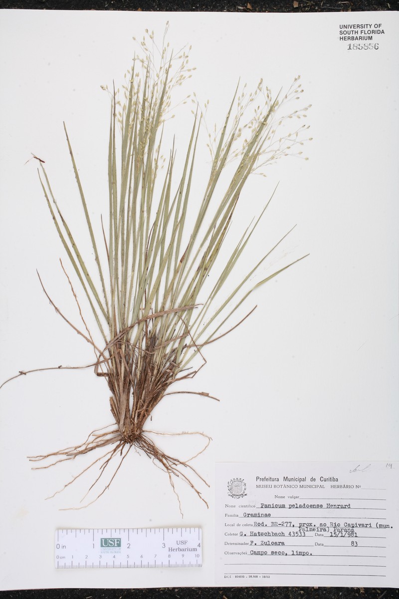 Panicum peladoense photo 6