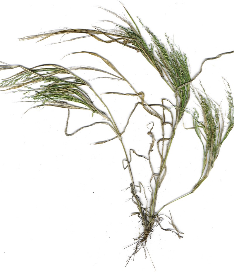 Maui Panicgrass photo 2