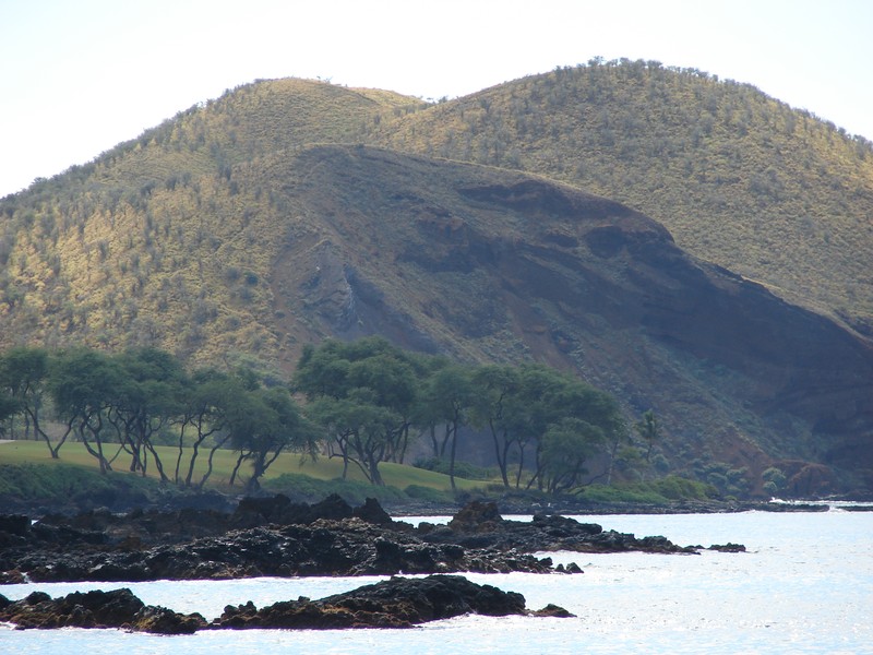 Maui Panicgrass photo 3