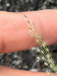 Maui Panicgrass