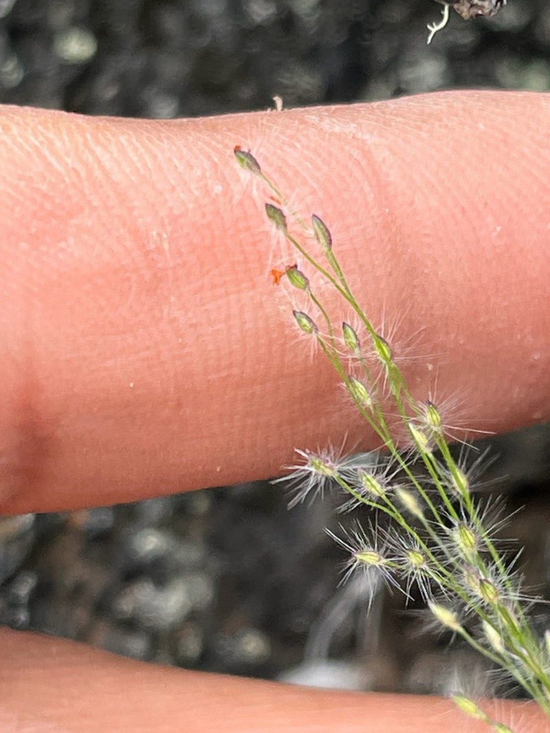 Maui Panicgrass