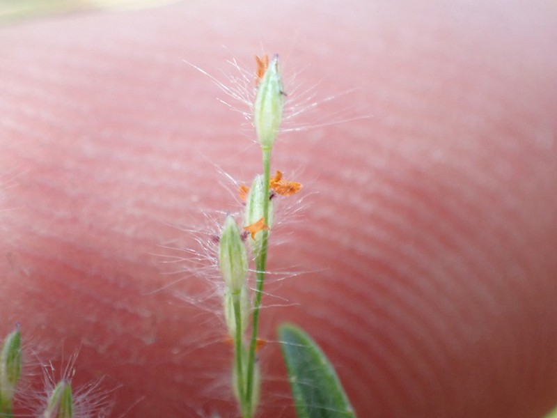 Maui Panicgrass photo 2