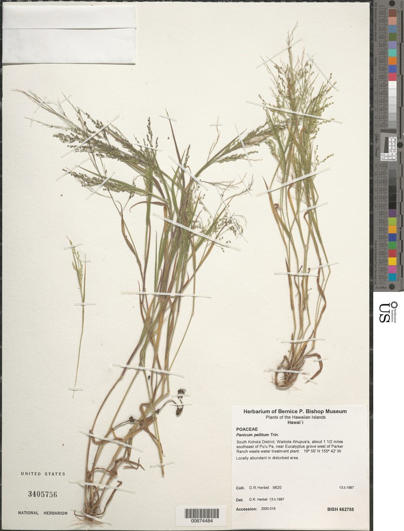 Maui Panicgrass photo 5