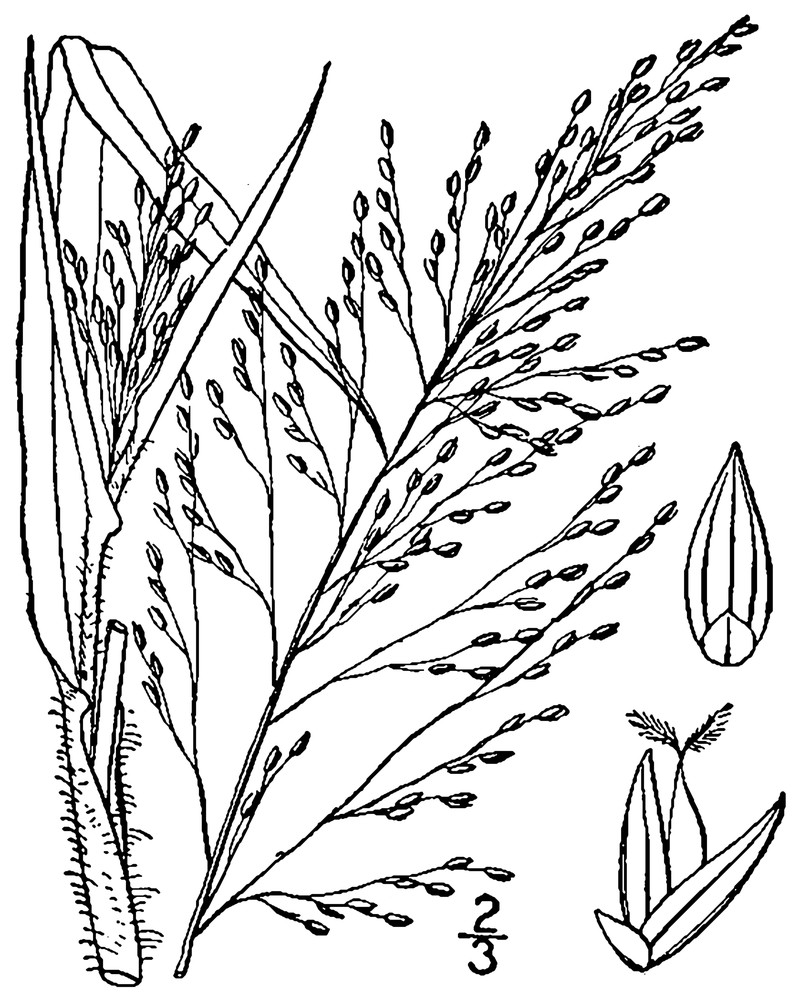 Philadelphia Panicgrass photo 5