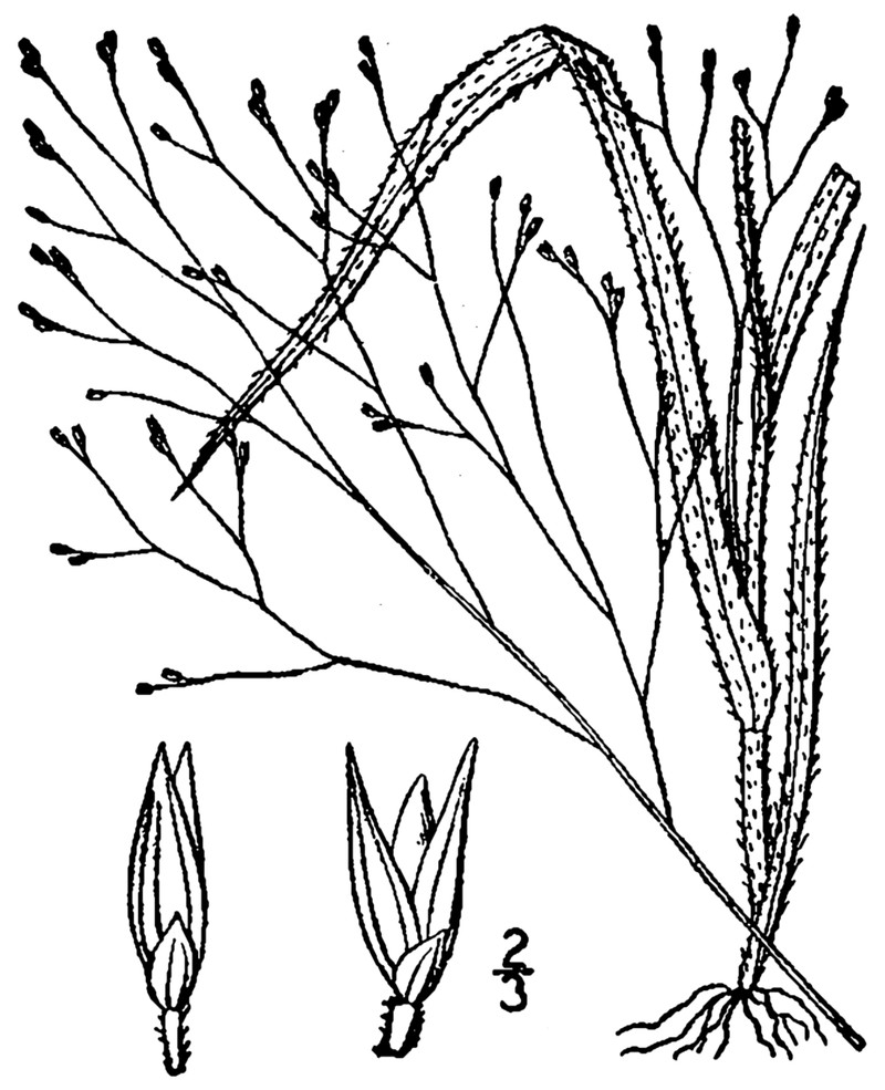 Philadelphia Panicgrass photo 7