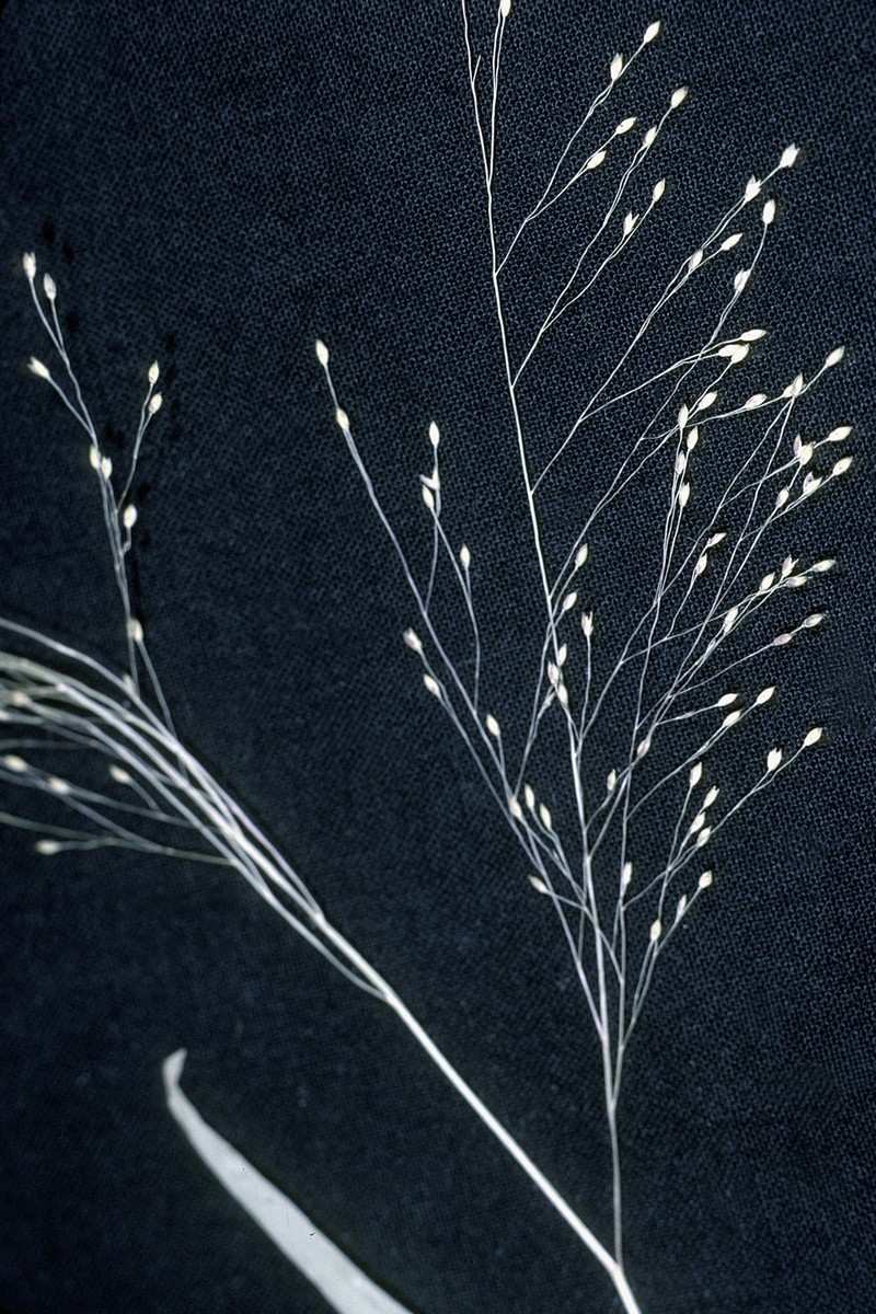 Philadelphia Panicgrass