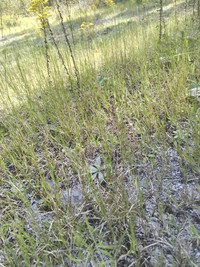 Philadelphia Panicgrass