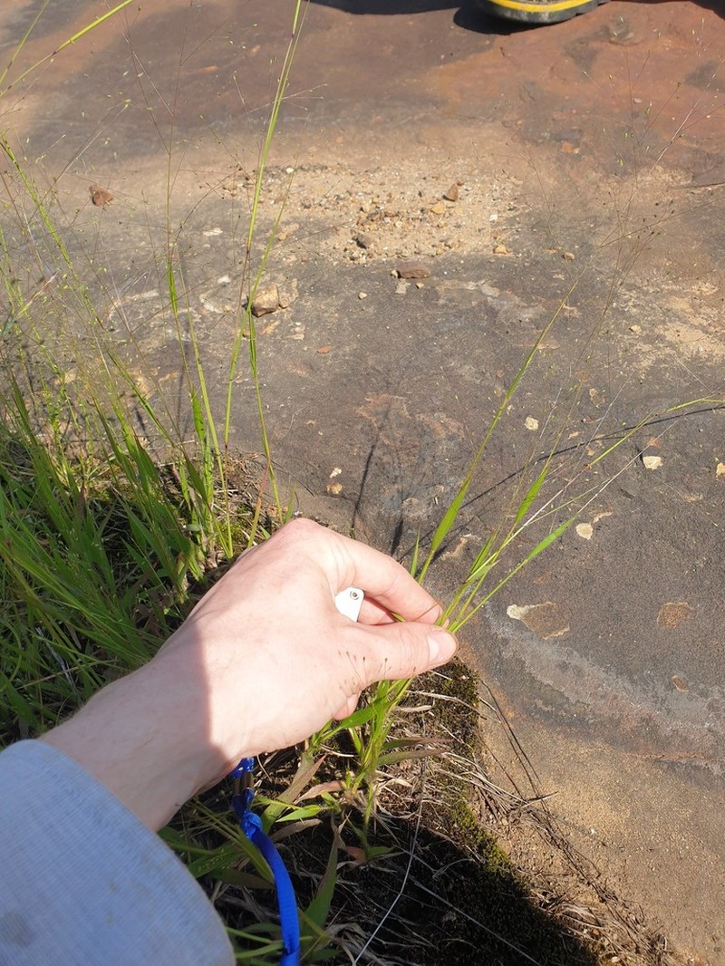 Philadelphia Panicgrass photo 2