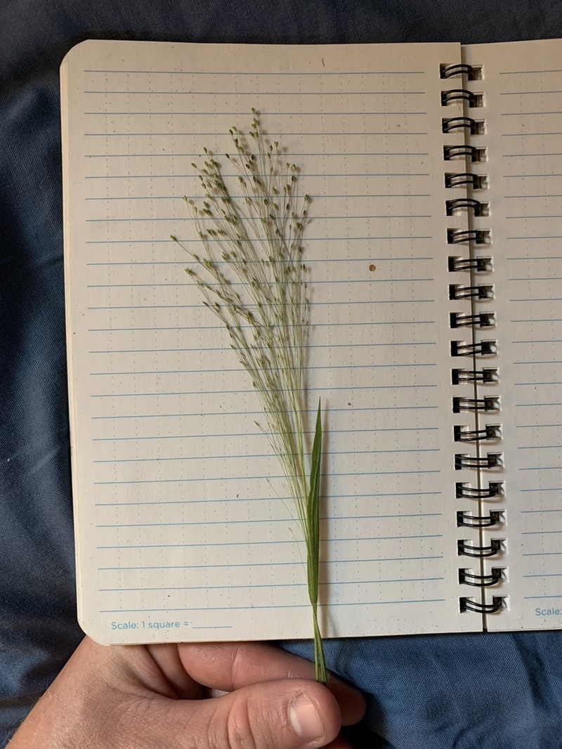 Philadelphia Panicgrass photo 4