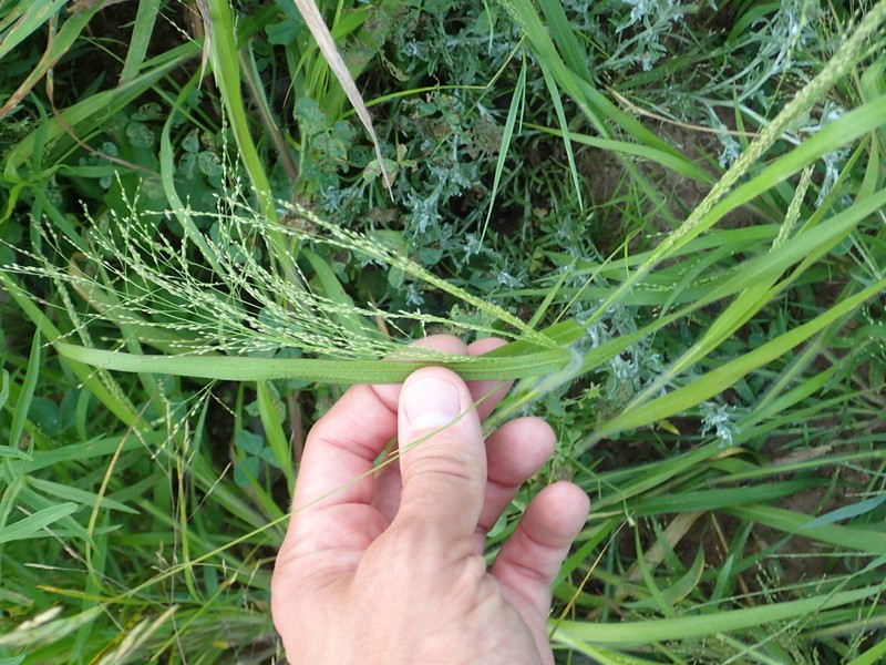 Philadelphia Panicgrass photo 5