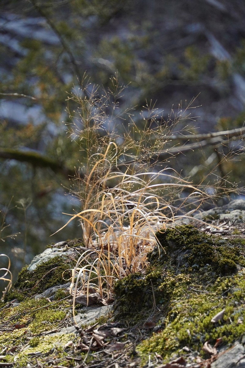 Philadelphia Panicgrass photo 8