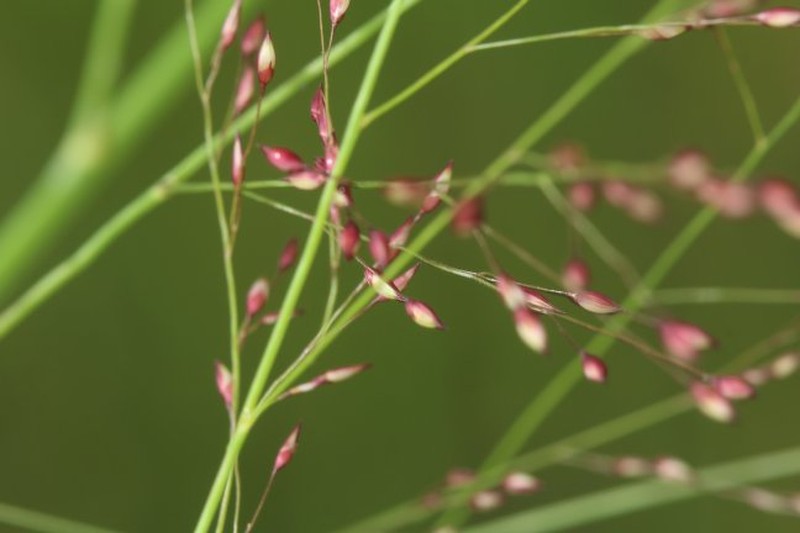 Panicum phragmitoides photo 2