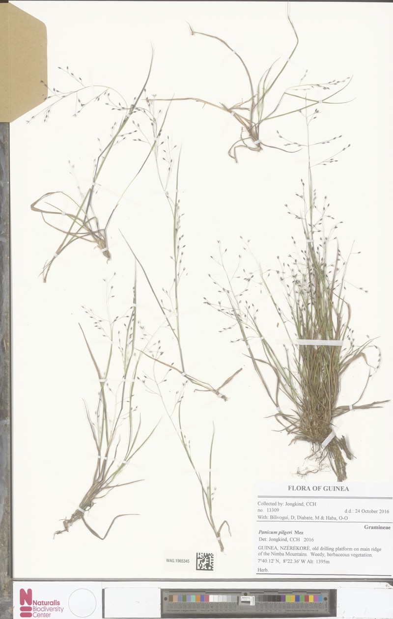 Panicum pilgeri