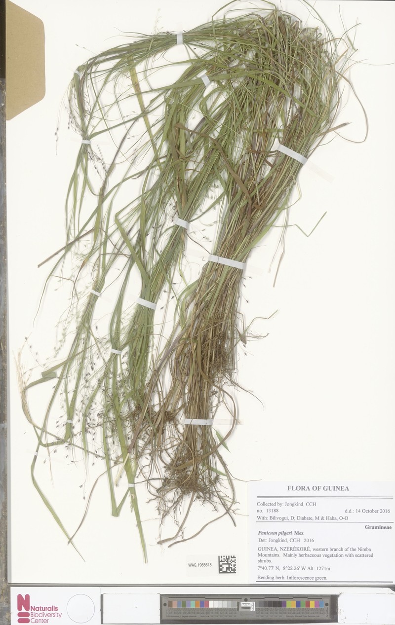 Panicum pilgeri photo 2
