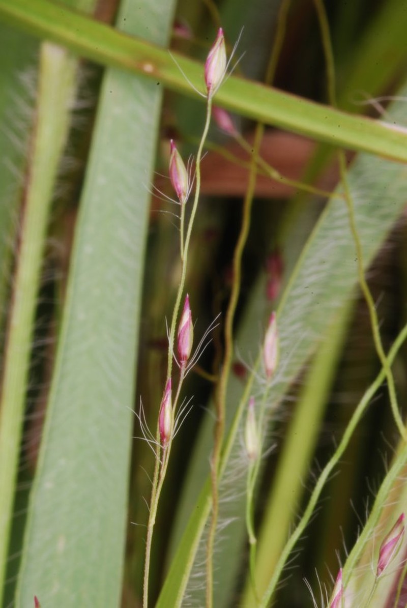 Panicum pilgeri photo 3