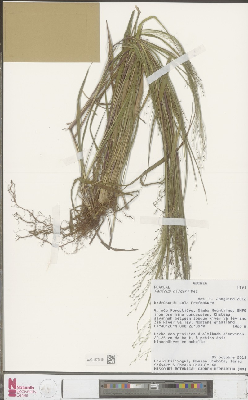 Panicum pilgeri photo 4