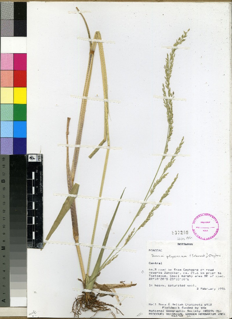 Panicum pilgerianum