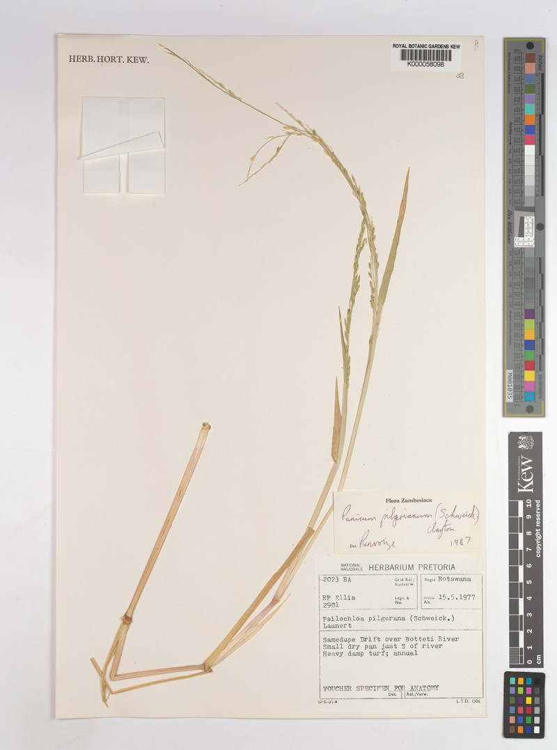 Panicum pilgerianum photo 2