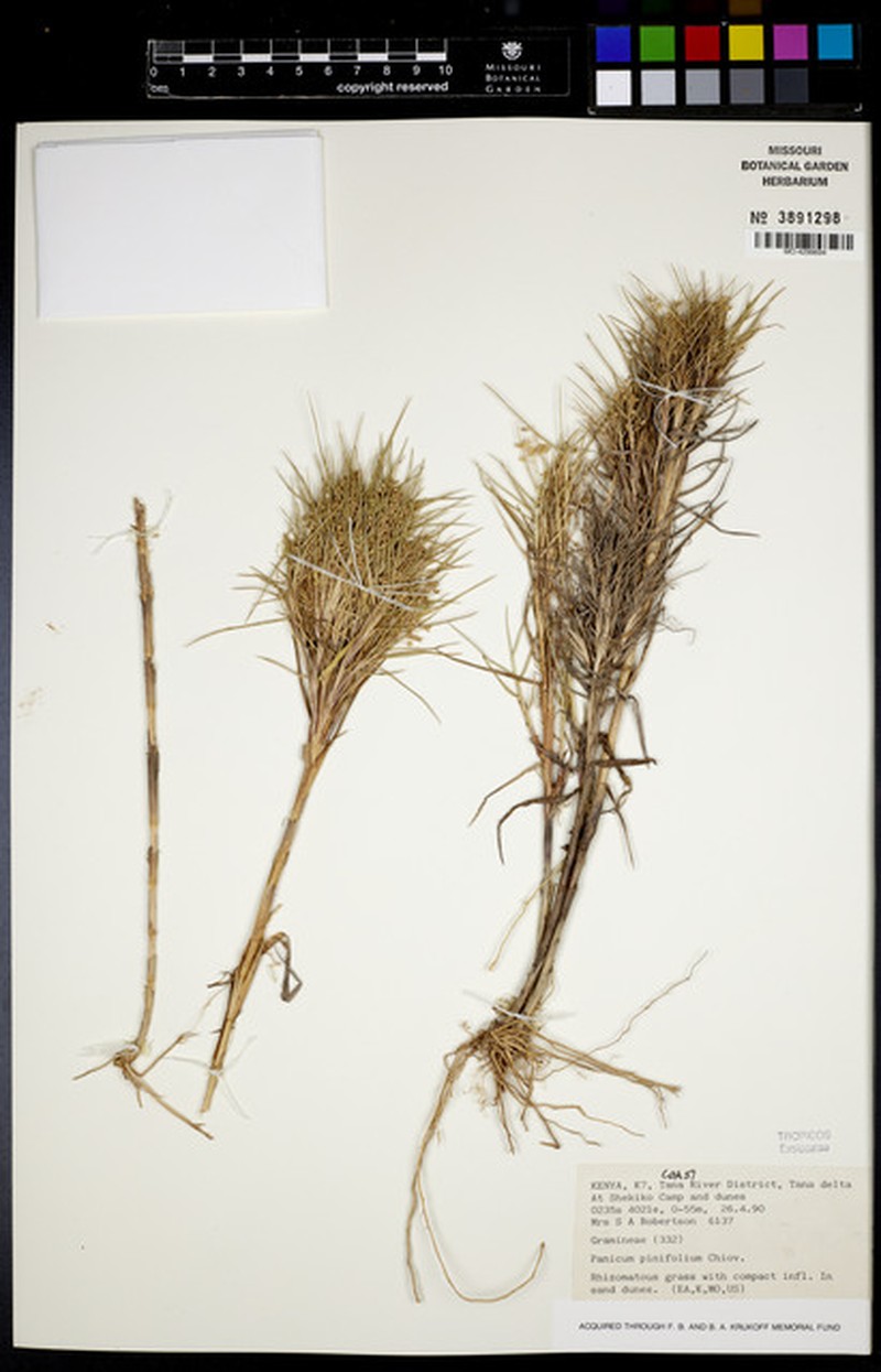 Panicum pinifolium