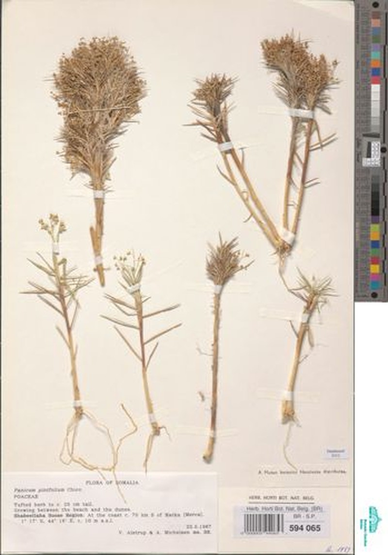 Panicum pinifolium photo 2
