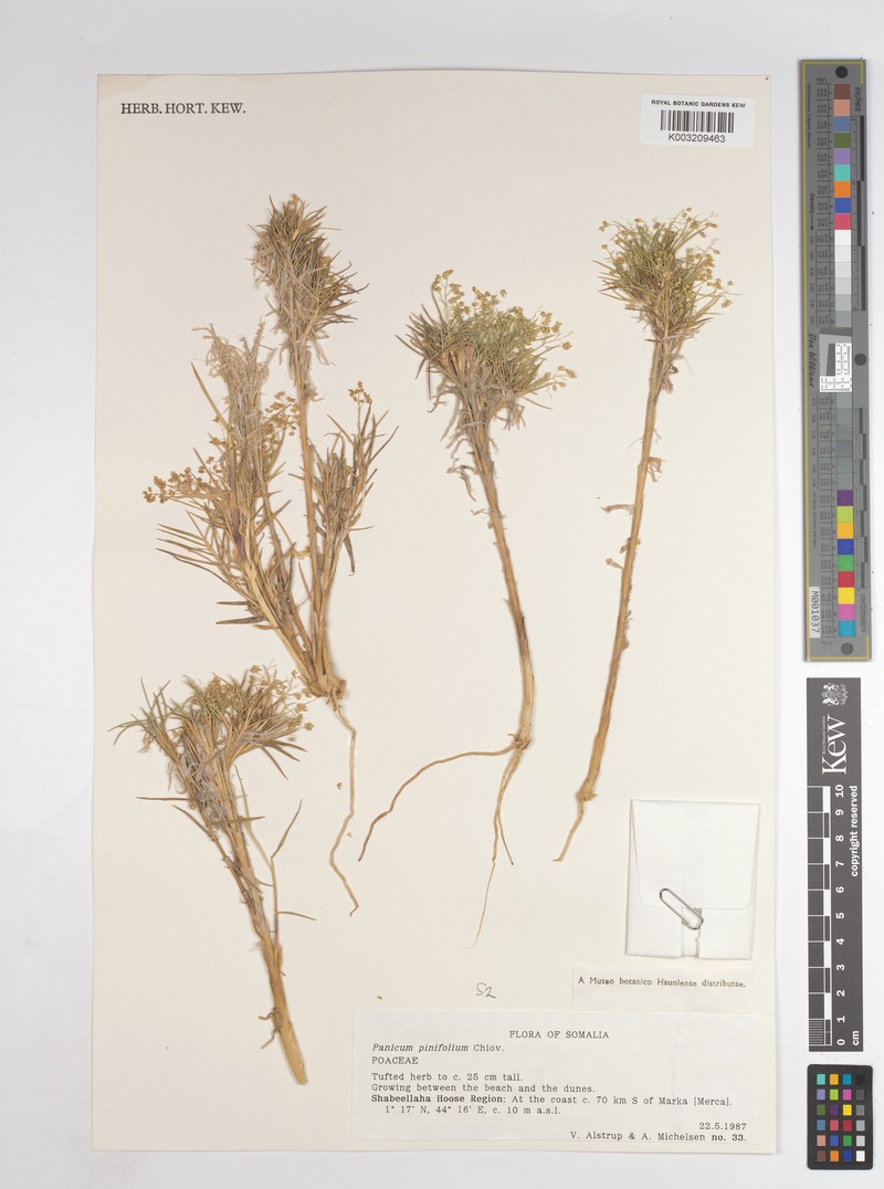 Panicum pinifolium photo 3