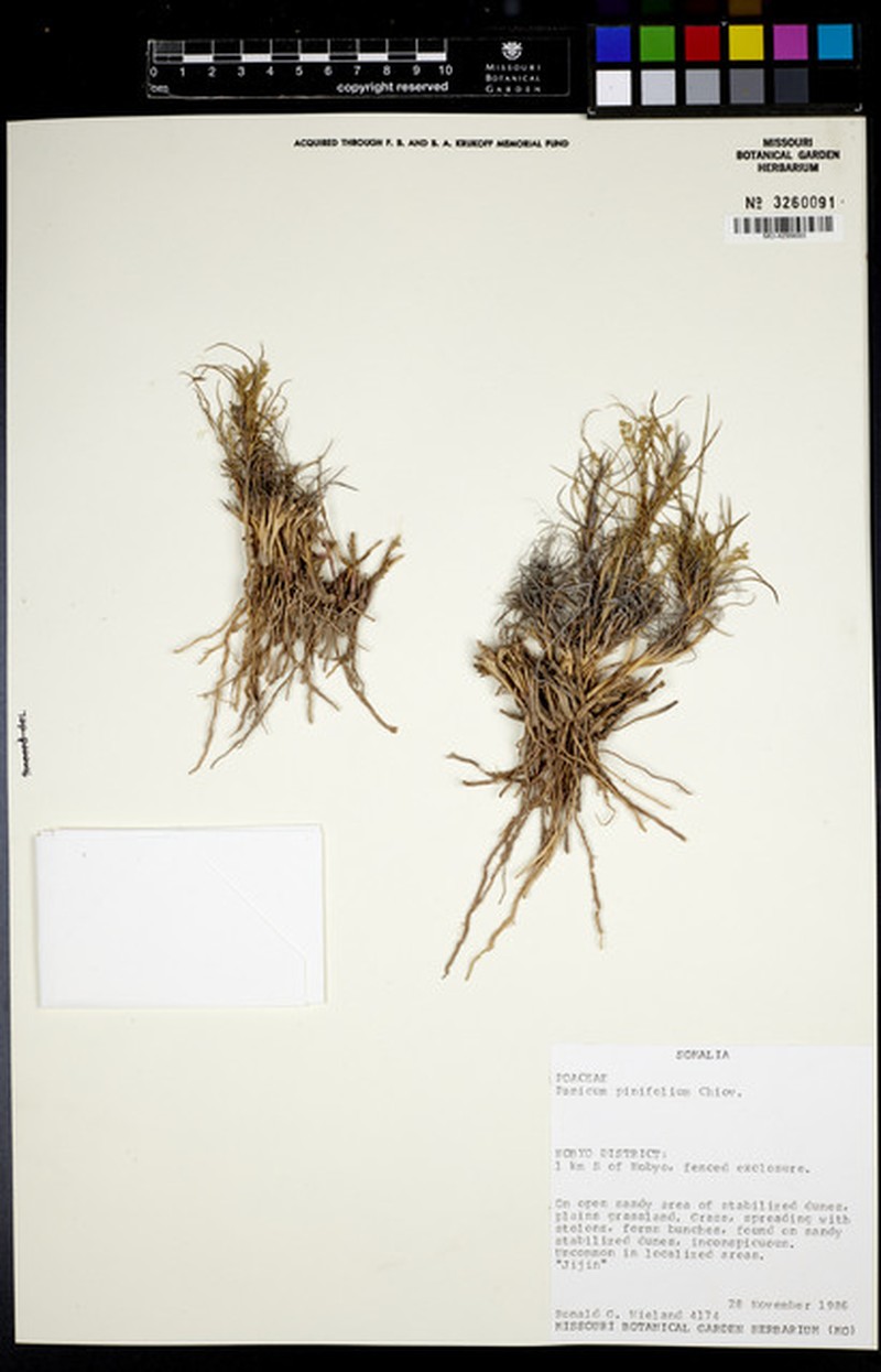 Panicum pinifolium photo 4