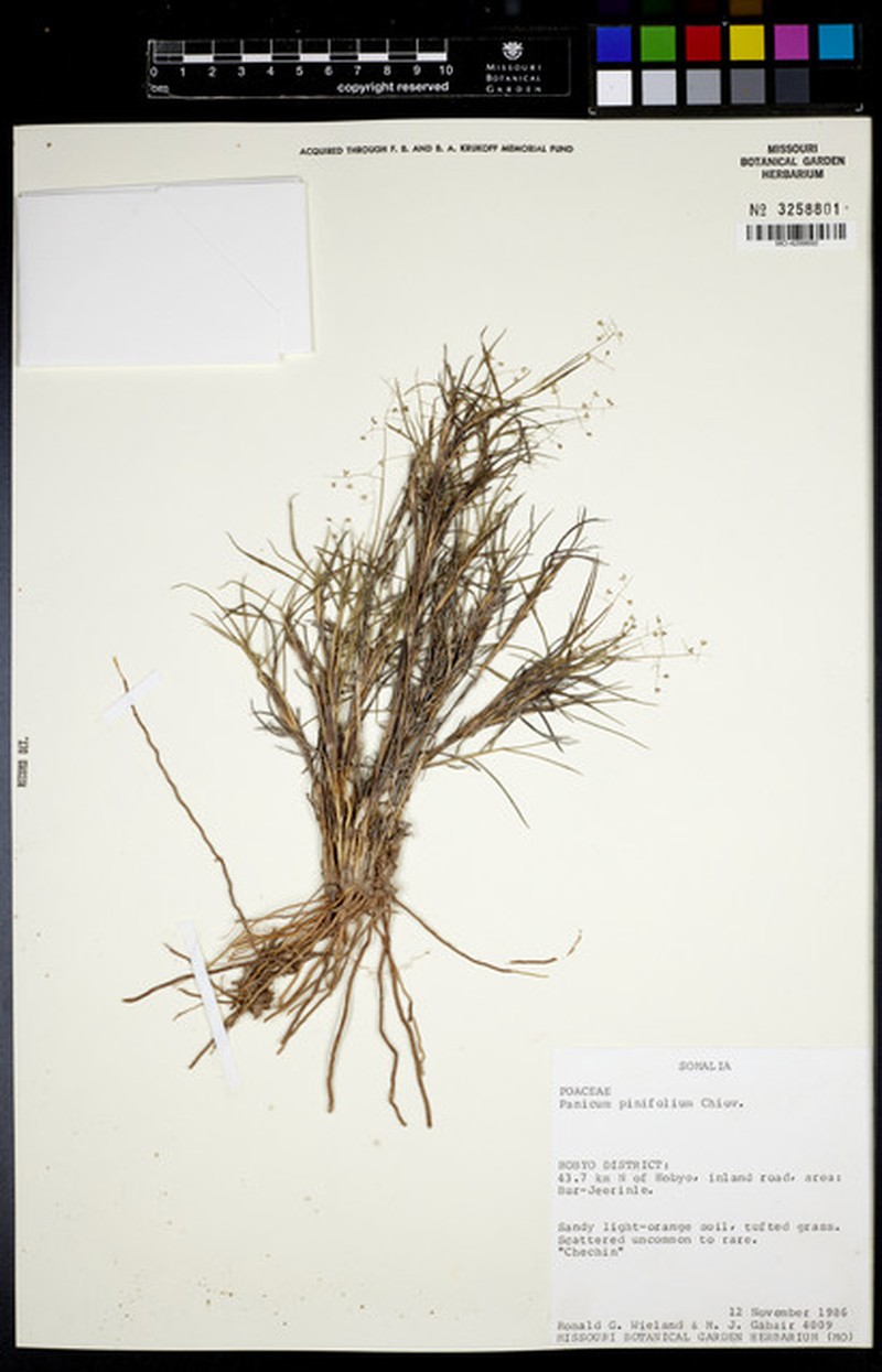 Panicum pinifolium photo 5