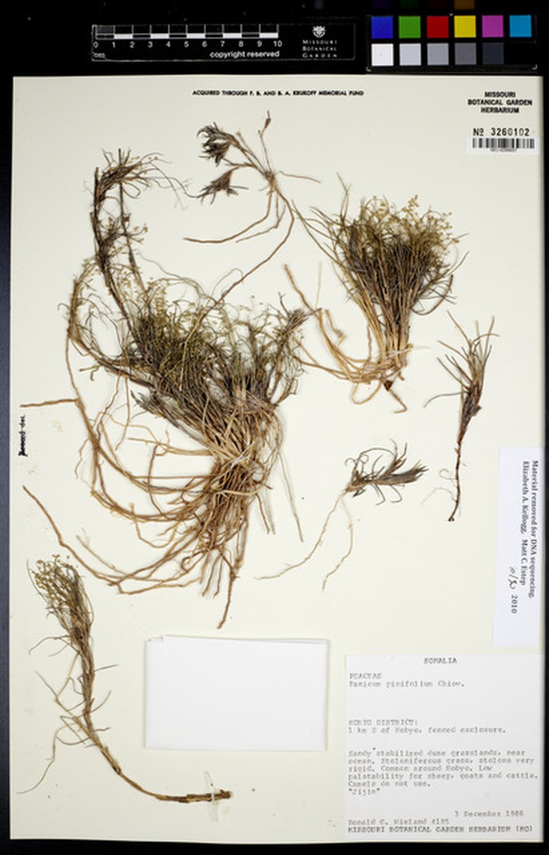 Panicum pinifolium photo 6