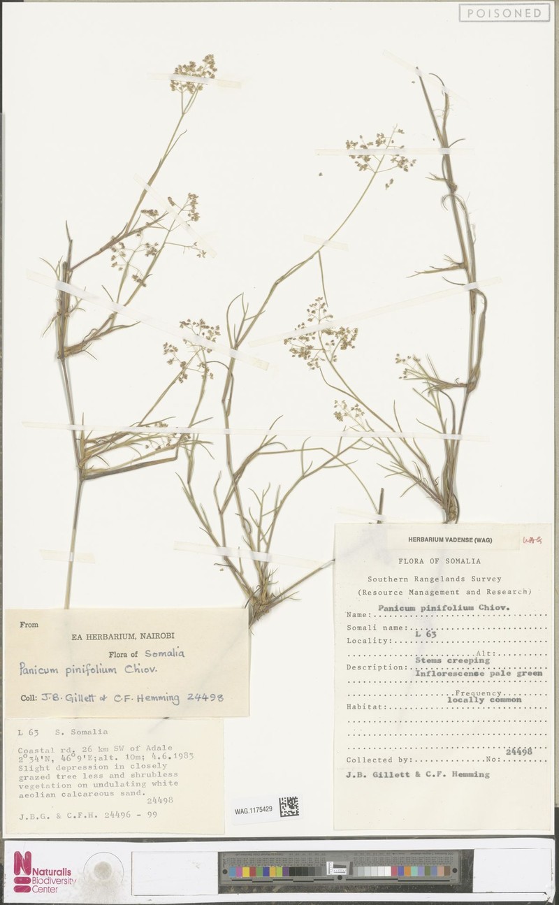 Panicum pinifolium photo 7
