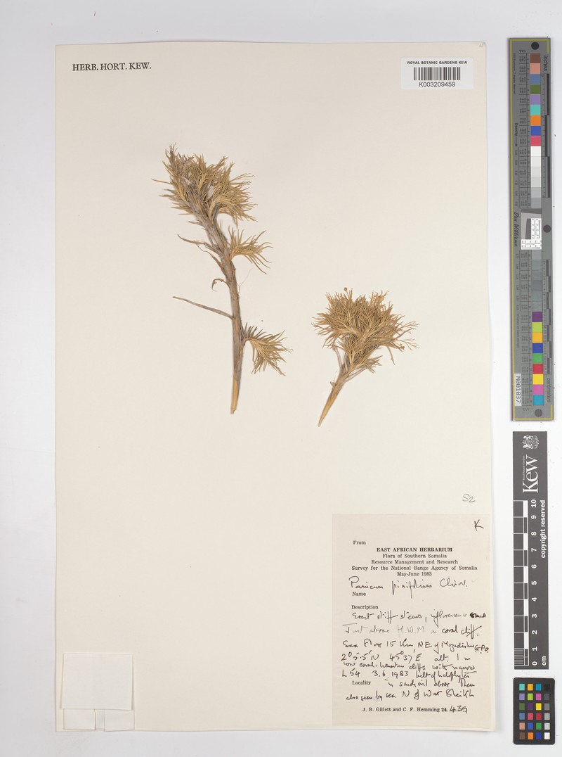 Panicum pinifolium photo 8