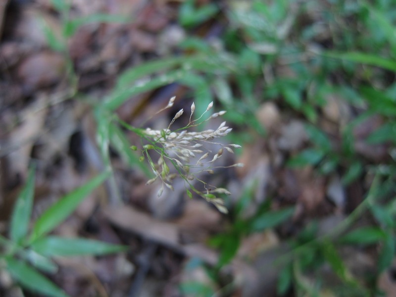 Panicum pleianthum photo 2