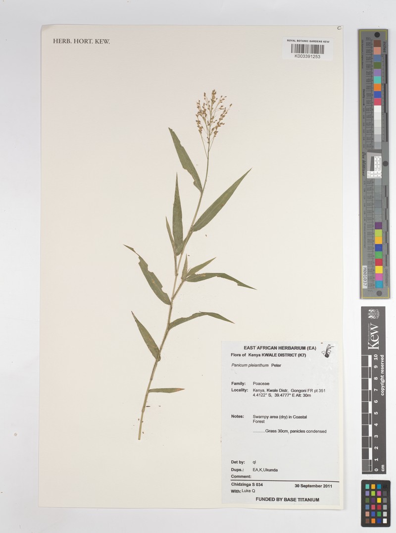 Panicum pleianthum photo 3