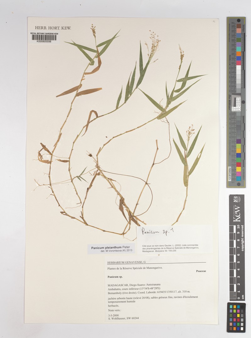 Panicum pleianthum photo 4