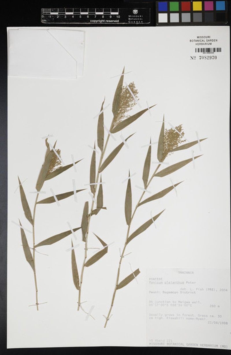 Panicum pleianthum photo 5