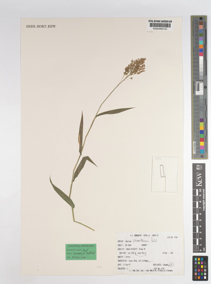 Panicum pleianthum photo 6
