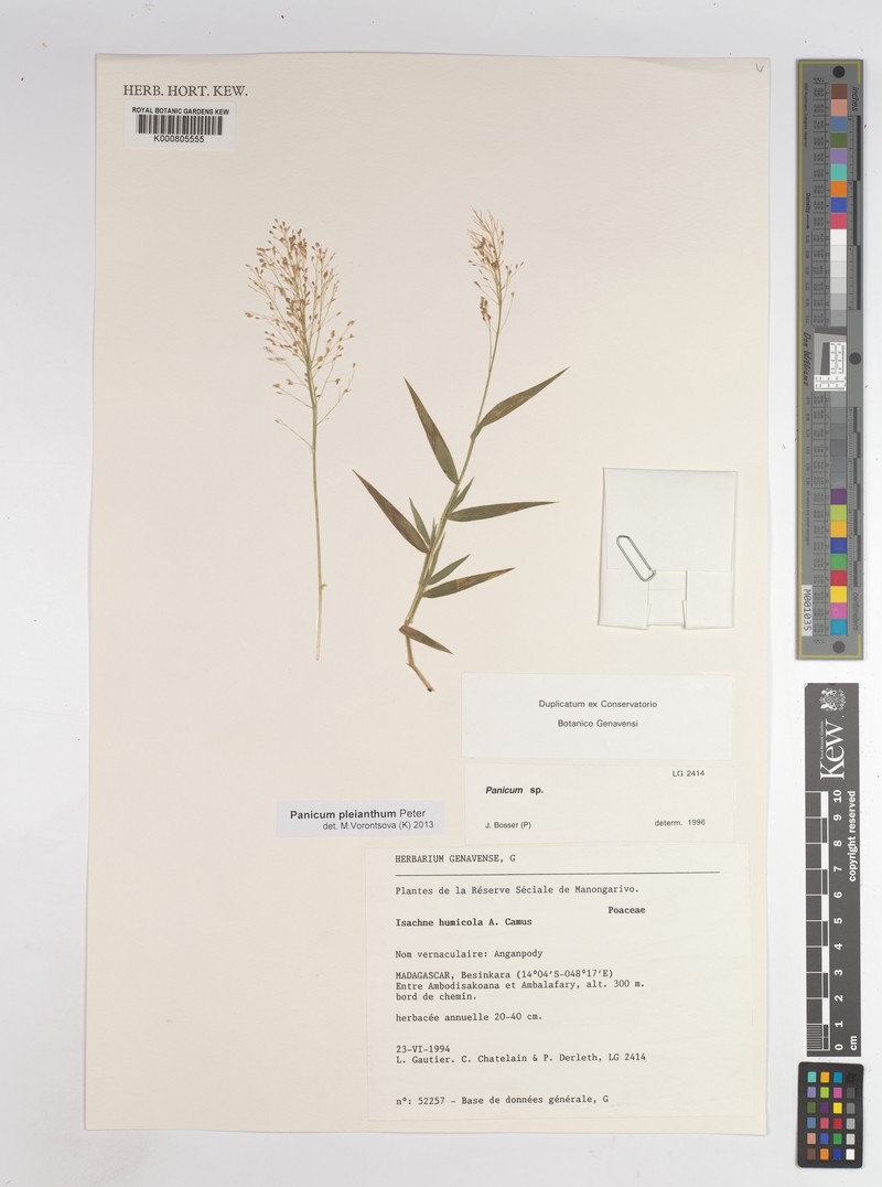 Panicum pleianthum photo 7