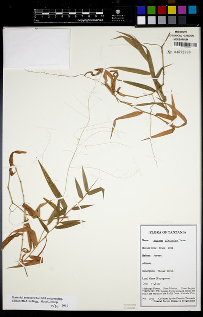 Panicum pleianthum photo 8
