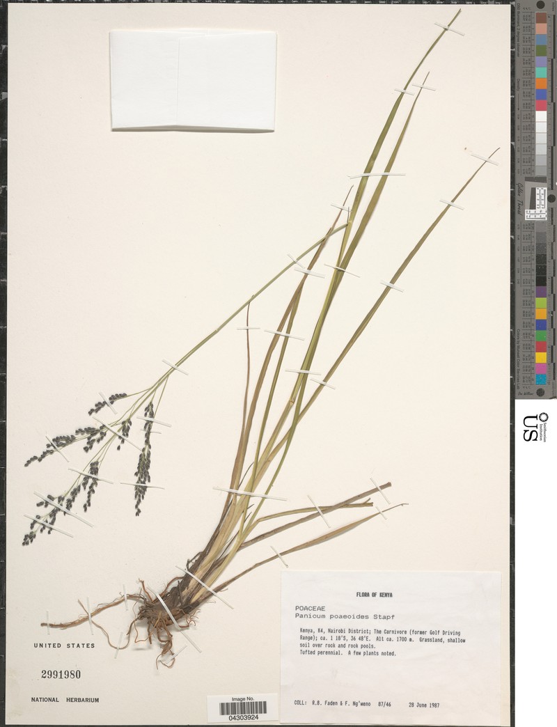 Panicum pooides