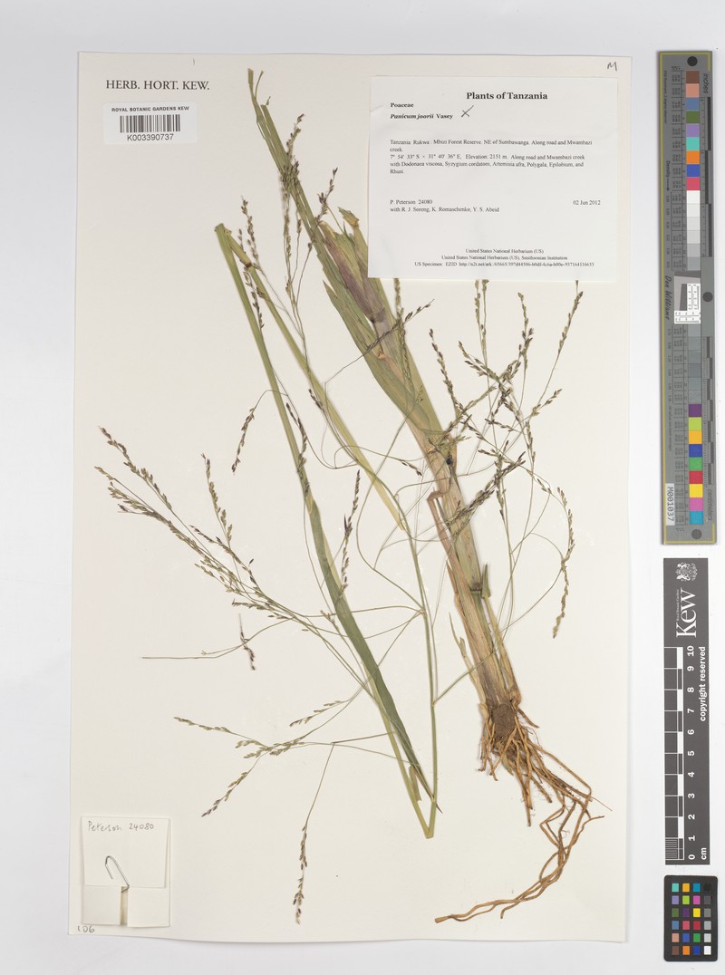 Panicum porphyrrhizos
