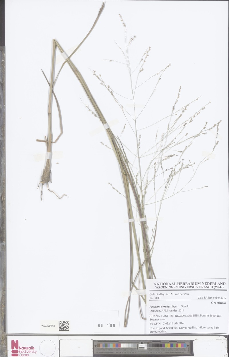 Panicum porphyrrhizos photo 2