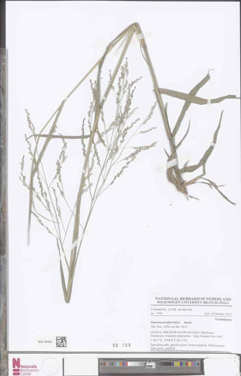 Panicum porphyrrhizos photo 3
