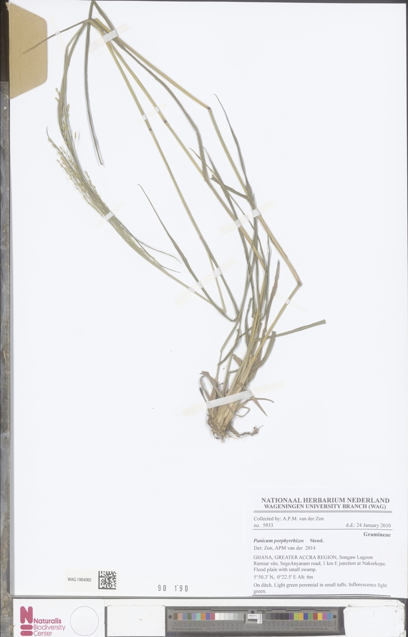 Panicum porphyrrhizos photo 4