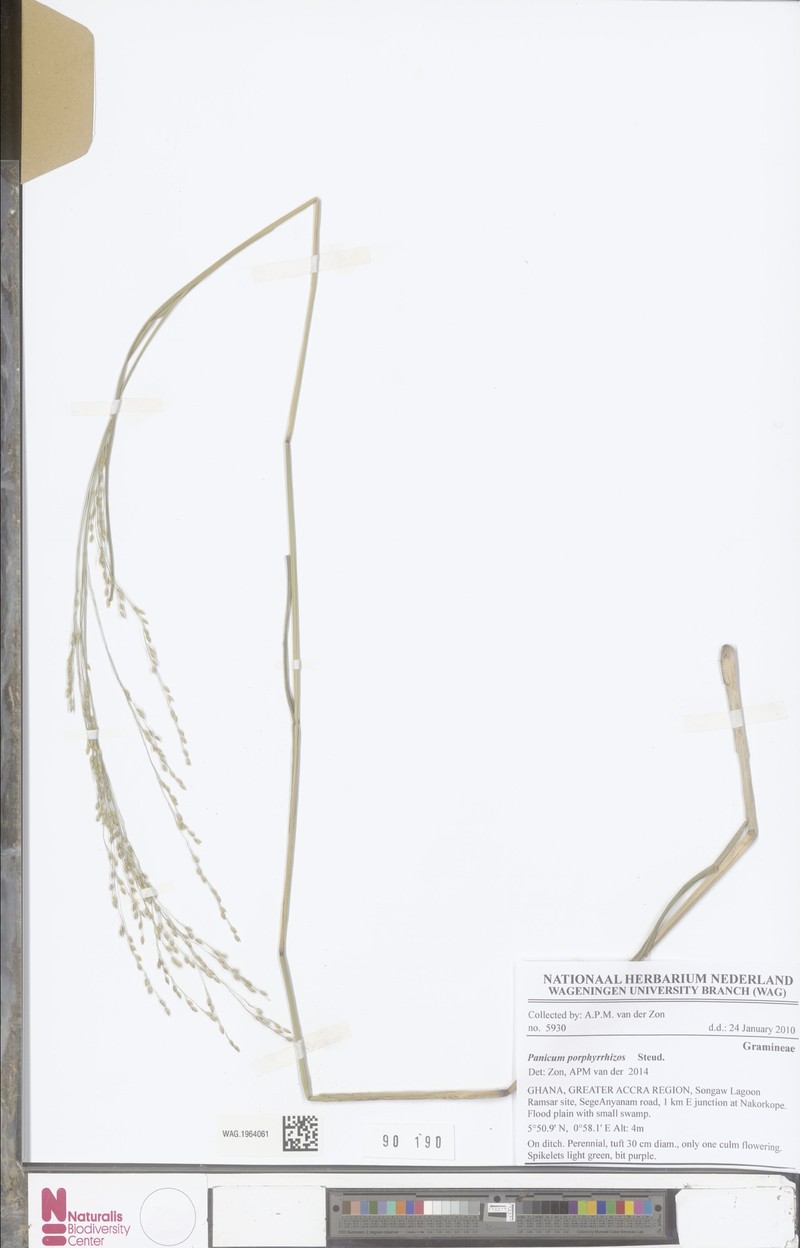 Panicum porphyrrhizos photo 5