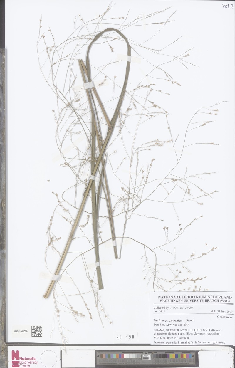 Panicum porphyrrhizos photo 6