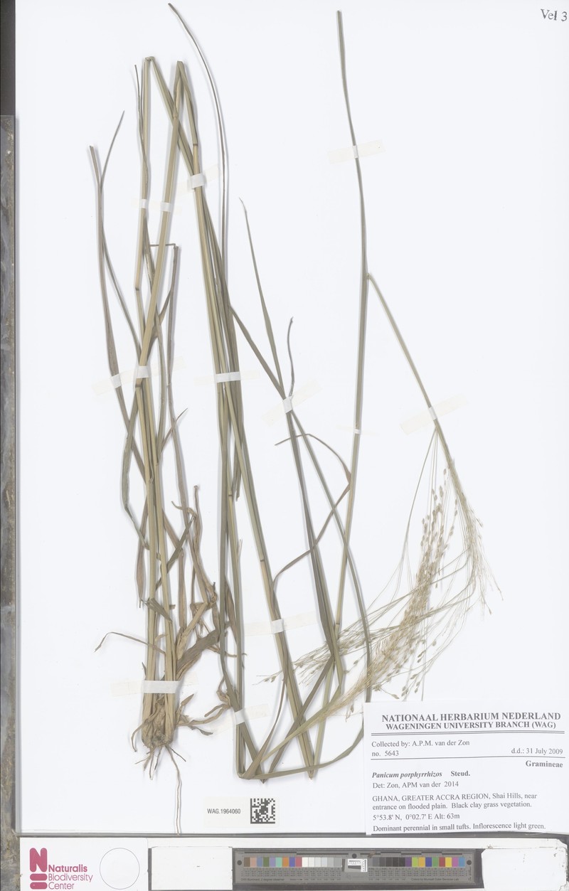 Panicum porphyrrhizos photo 8